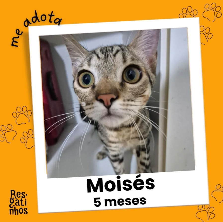 Foto de Moisés