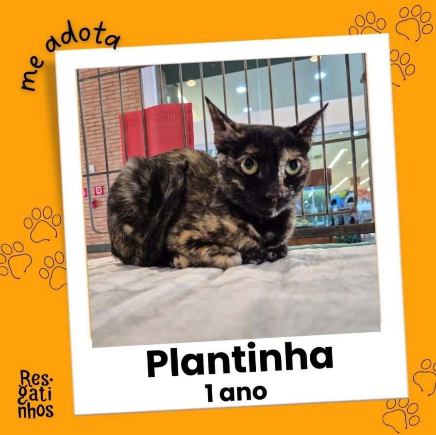 Foto de Plantinha