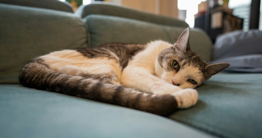 Gato dormindo tranquilo no sofá de casa