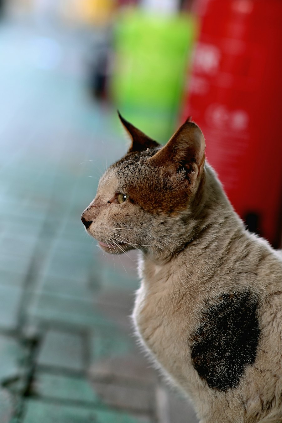 Gatinho em estado de rua, sentado na calçada