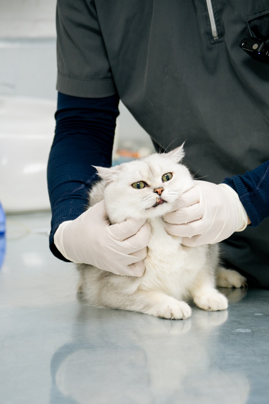 Gato branco sendo examinado por veterinária